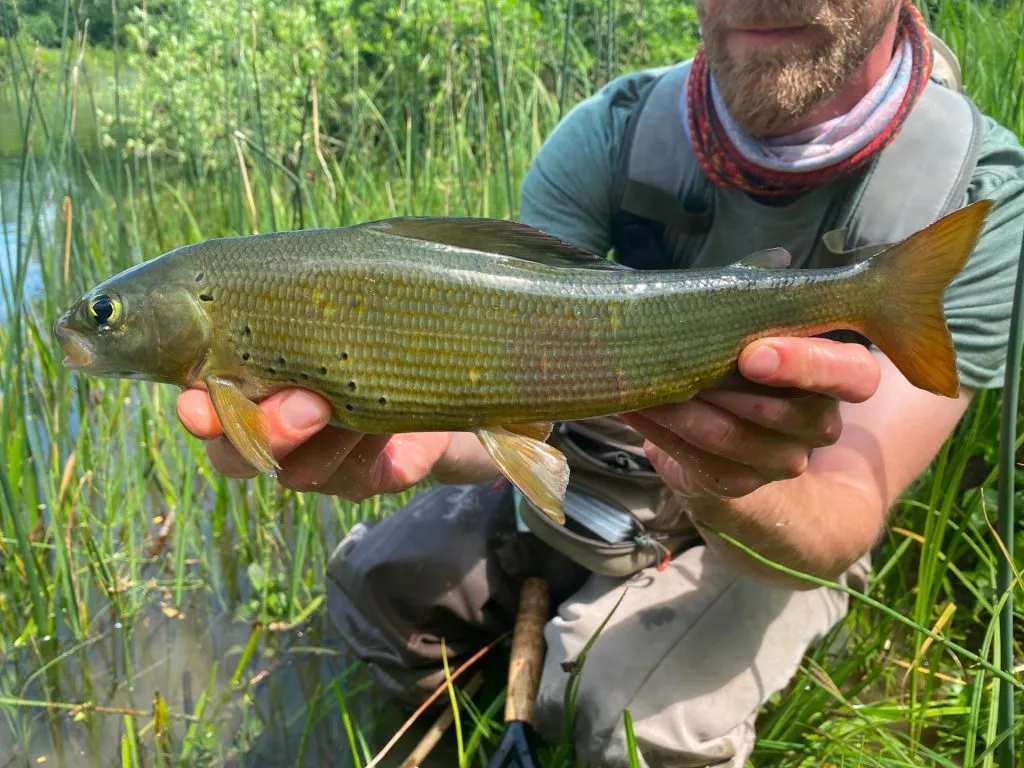 Slovenia Fly Fishing - Unica