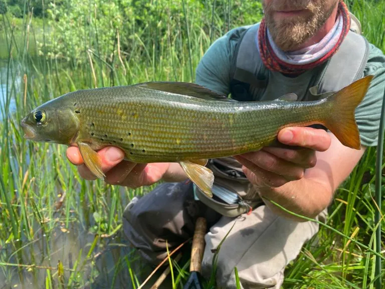 Slovenia Fly Fishing - Unica