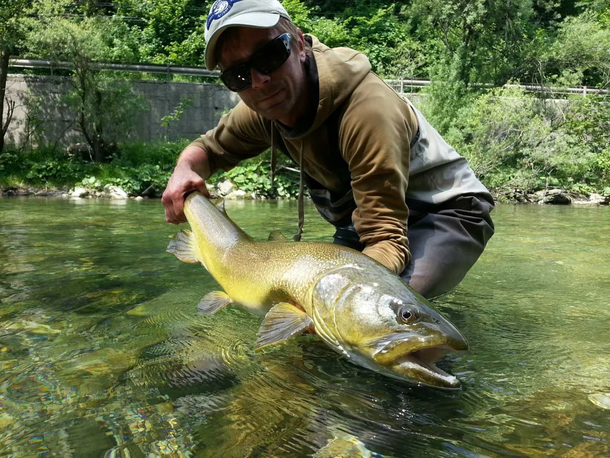 Marble trout