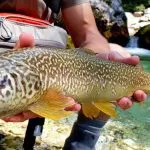Slovenia Fly Fishing - Soča