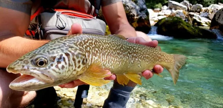Slovenia Fly Fishing - Soča