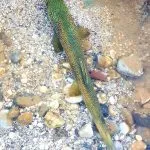Slovenia Fly Fishing - Soča