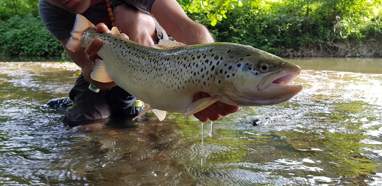 brown trout