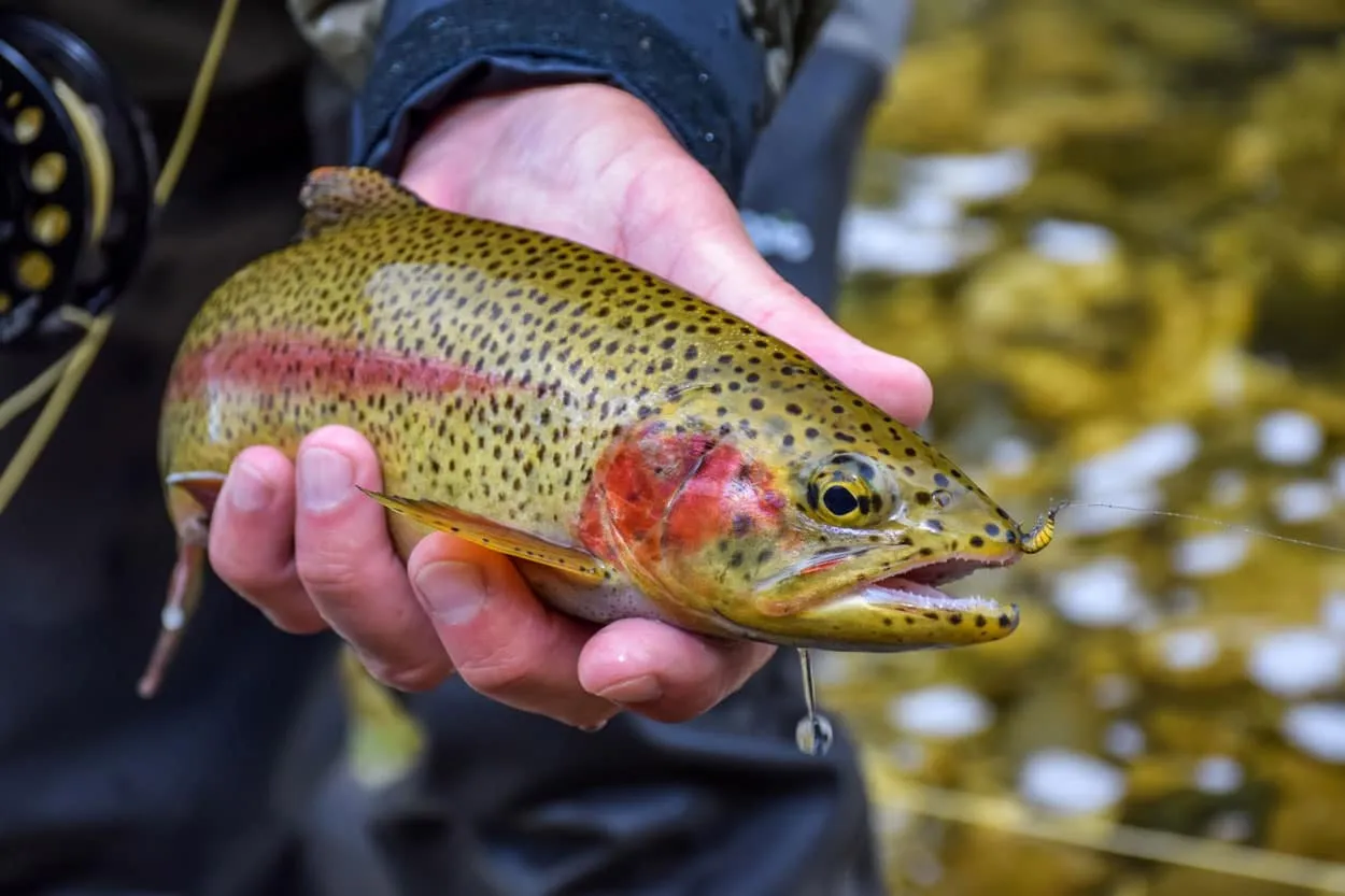 rainbow trout